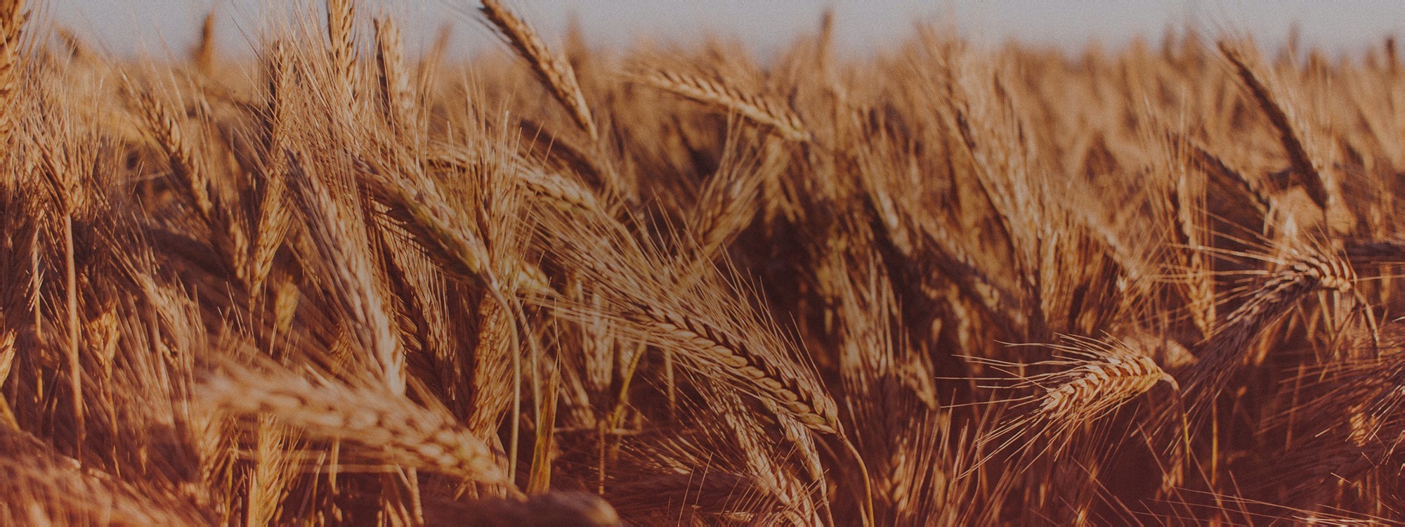 HARVEST SUNDAY*4th October*Find Out More*